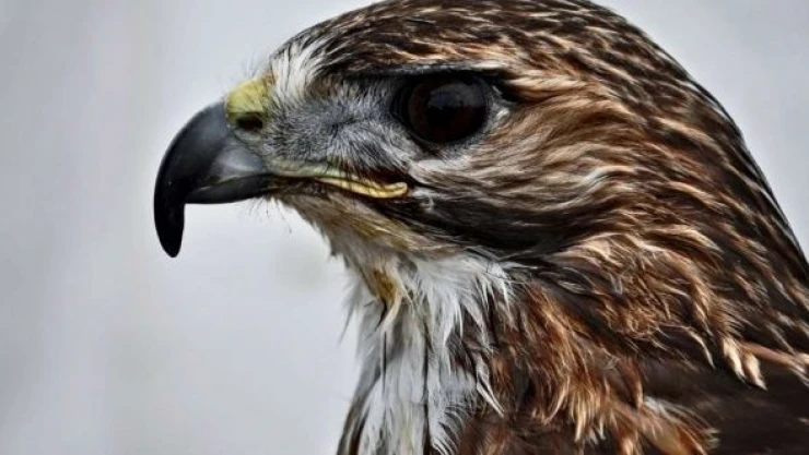 Şırnak'ta bacağı kopan hayvana kauçuk protez takıldı