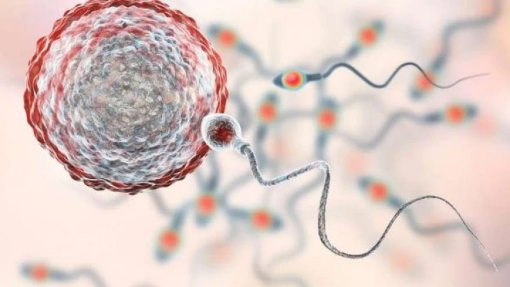 Sperm alerjisi nedir, nasıl tedavi edilir?