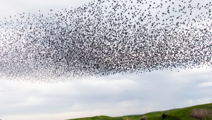 Toplu kuş intiharı şok etti!