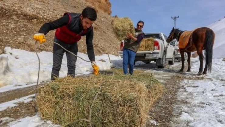 Yaban keçileri için büyük fedakarlık!