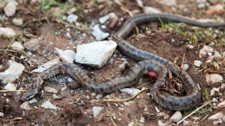 Yılanı öldürüp paylaşan caniye ceza!