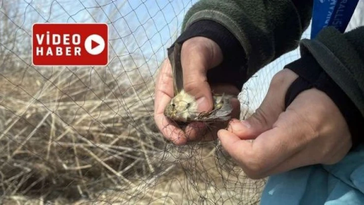 Aras Kuş Cenneti'nde kuş halkalama rekoru