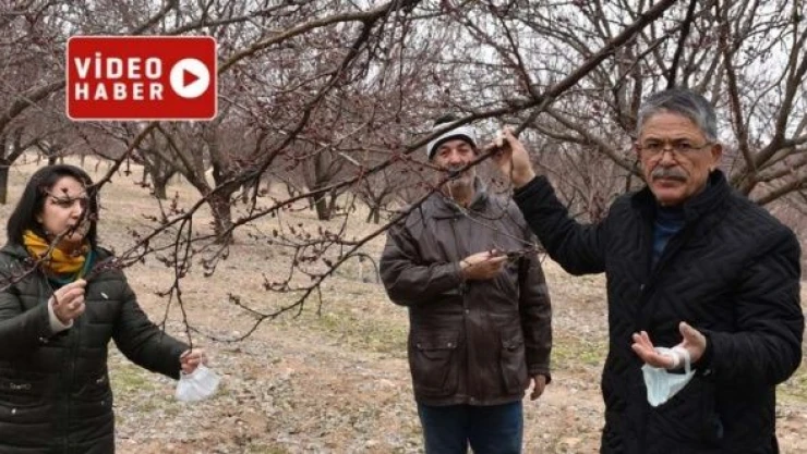 Kayısı üreticileri sezona hazırlanıyor