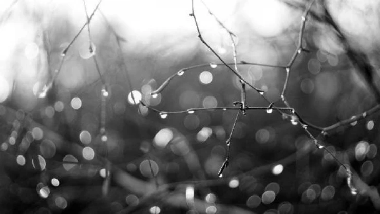 Van'daki yağışlar tarım arazilerine can suyu olacak