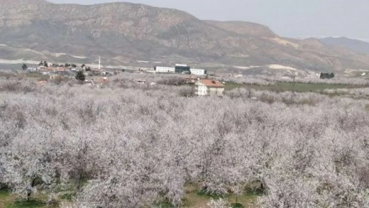 Malatya'da kayısı ağaçları çoştu!