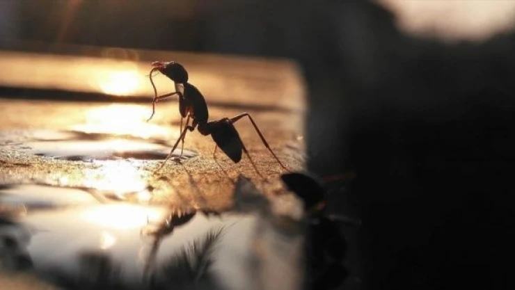 'İstilacı'  karınca türü hızla yayılıyor!