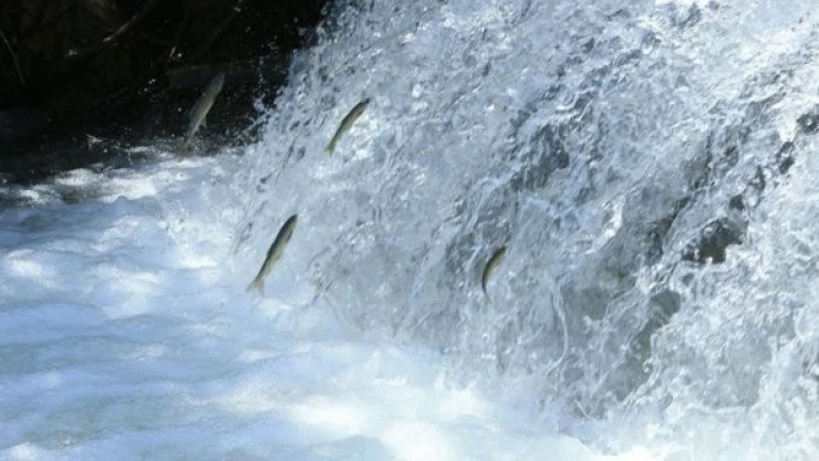 Siraz balıkları üremek için tersine böyle  göçüyor