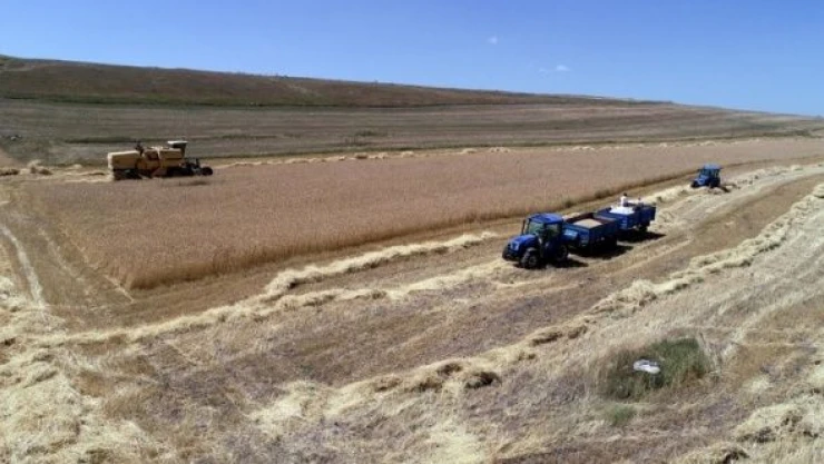 Ardahan'da tritikalenin üretimi artıyor