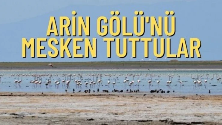 Arin Gölü'ndeki flamingolar ilgi çekiyor