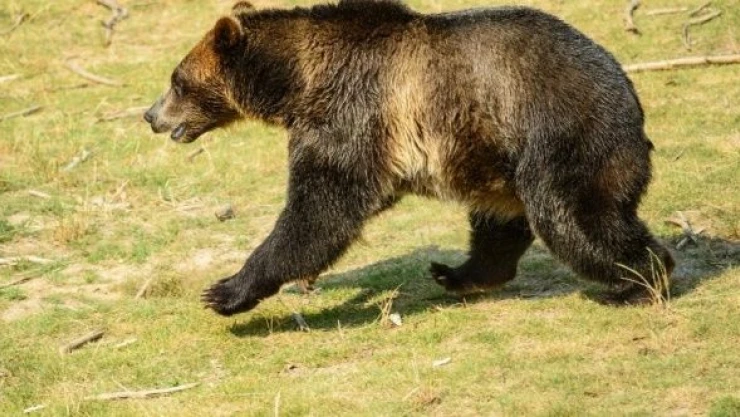 Elazığ'da ayı kovaladı, kuzenler kaçtı!