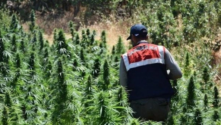 Erzincan'da Hint keneviri operasyonu!