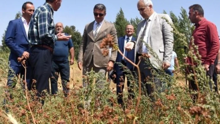 Erzurum'da karabuğdayın hasadına başlandı
