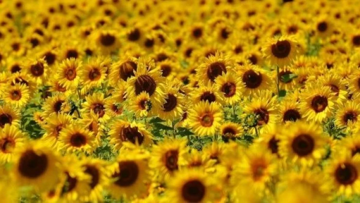 Kars'ta ayçiçeğinden 400 ton verim bekleniyor