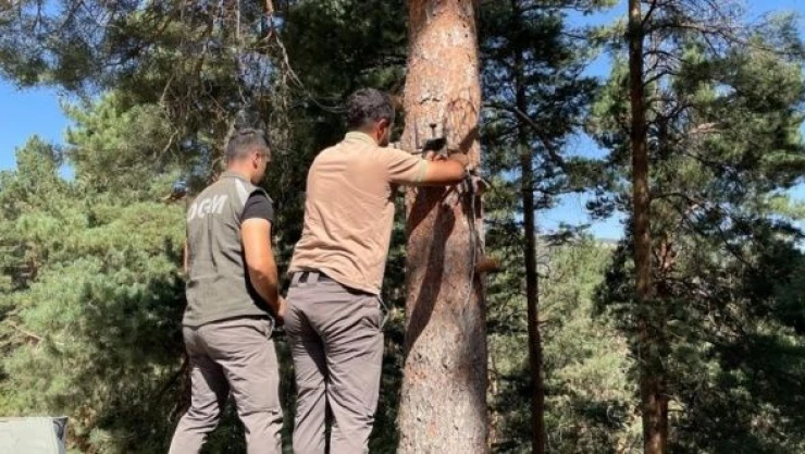Kars'ta ormanları yapay zeka fotokapanlar koruyor