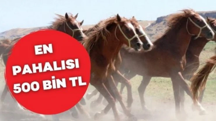 Malatya'da ev fiyatına tay satışı yapıldı