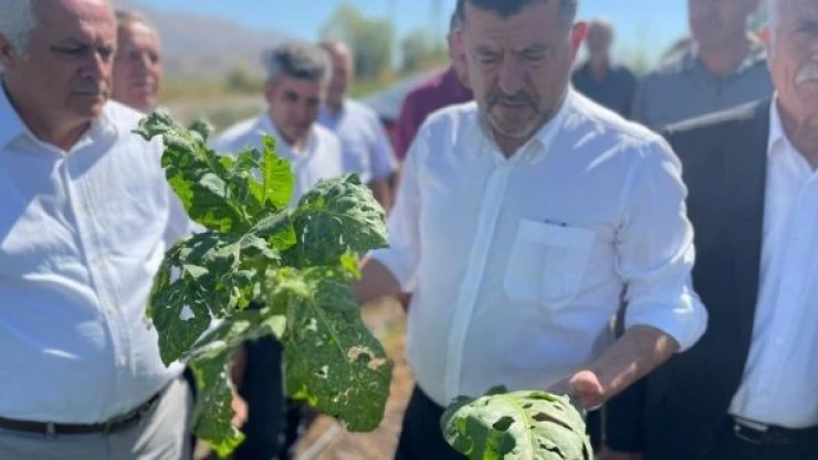 Malatya Doğanşehir'de tütünü dolu vurdu