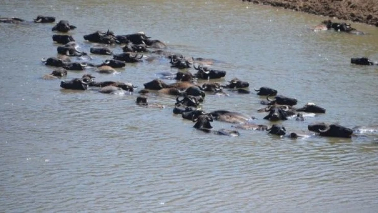 Muş'ta sıcaktan bunalan mandalar işte böyle serinliyor