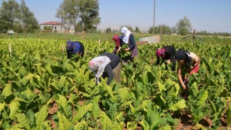Muş'ta tütün hasadı başladı