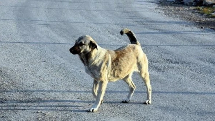 Havrita'ya erişim engeli