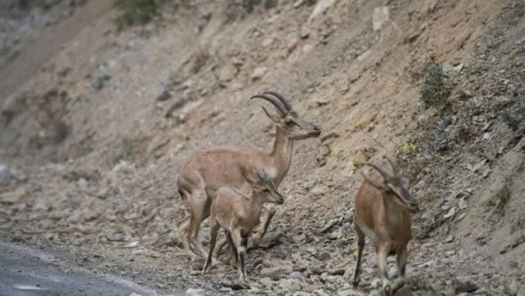 Yaban keçileri Munzur Vadisi'nde ortaya çıktı