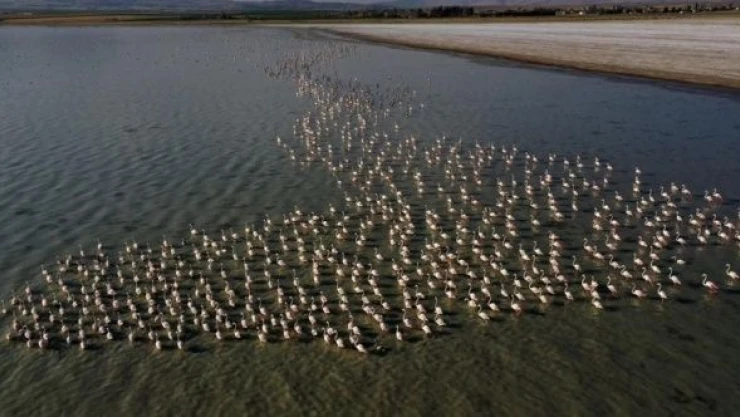 Arin Gölü'nün flamingoları görenleri büyülüyor