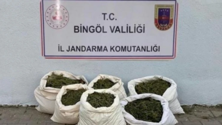 Bingöl'de 3 milyon kök kenevir ele geçirildi