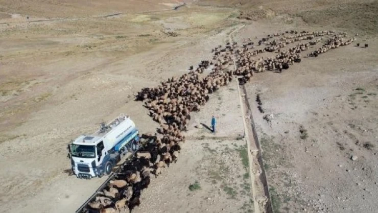 Bitkin düşen koyunlara tankerlerle su taşındı