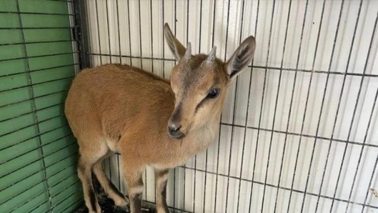 Erzurum'da tedavi edilen yaban keçisi doğaya salındı