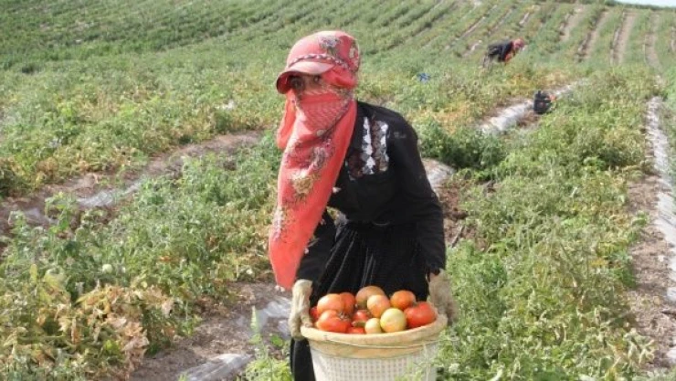 Van'da sebze ve meyvedeki verim sevindirdi