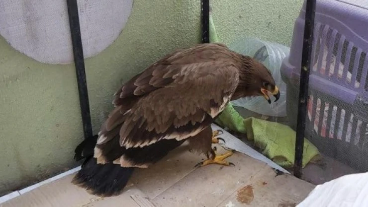 Iğdır'da  bozkır kartalı tedaviye alındı