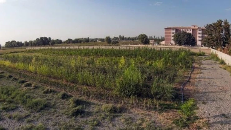 Iğdır'da yılda 100 bin fidan üretilecek
