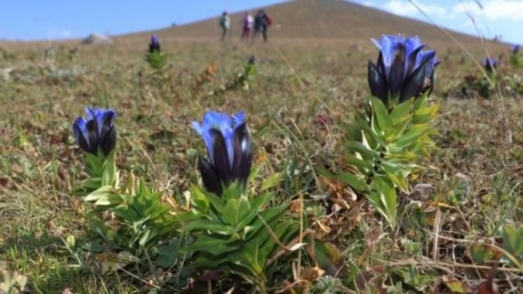Ilgar Dağı mora boyandı