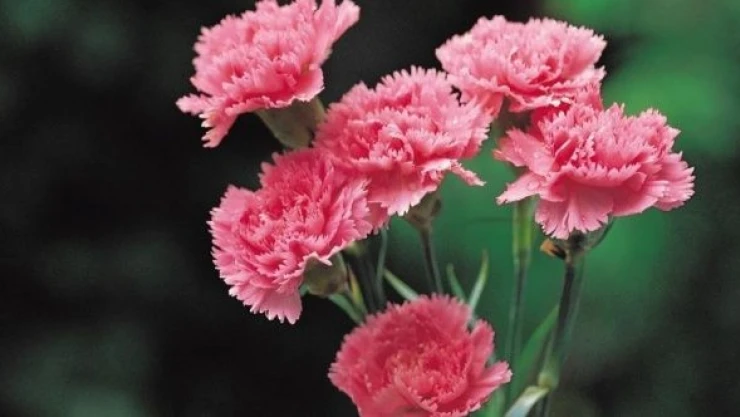 Kraliçe Elizabeth'in cenazesi için Türkiye'den 1,5 milyon dal karanfil gidecek