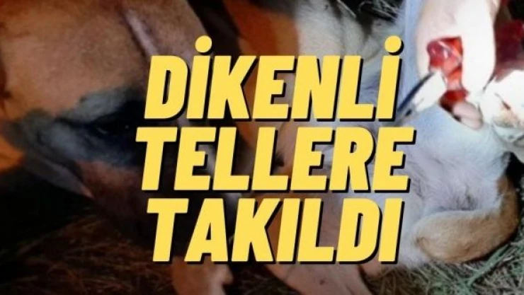 Malatya'da dikenli tellere takılan köpek böyle kurtarıldı