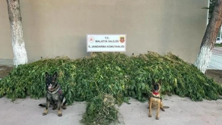 Malatya'da Hint keneviri operasyonu!