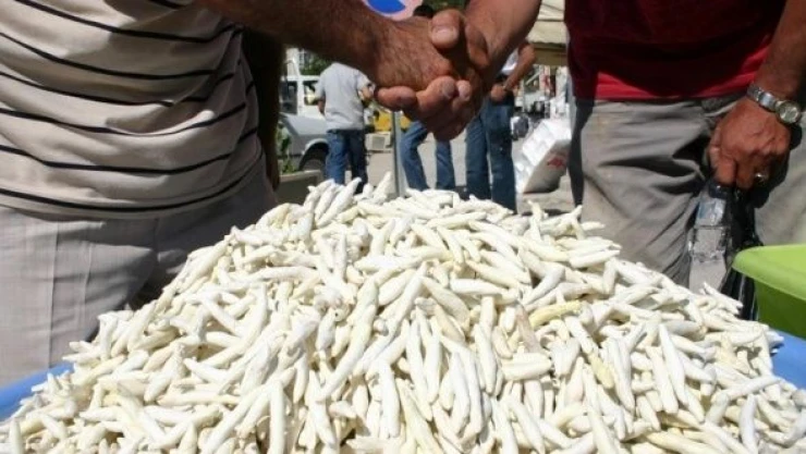 Malatya'da 'kenger sakızı'nın  coğrafi işaret belgesi başvurusu yapıldı