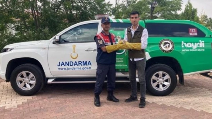 Malatya'da yaralı  martı tedavi altına alındı