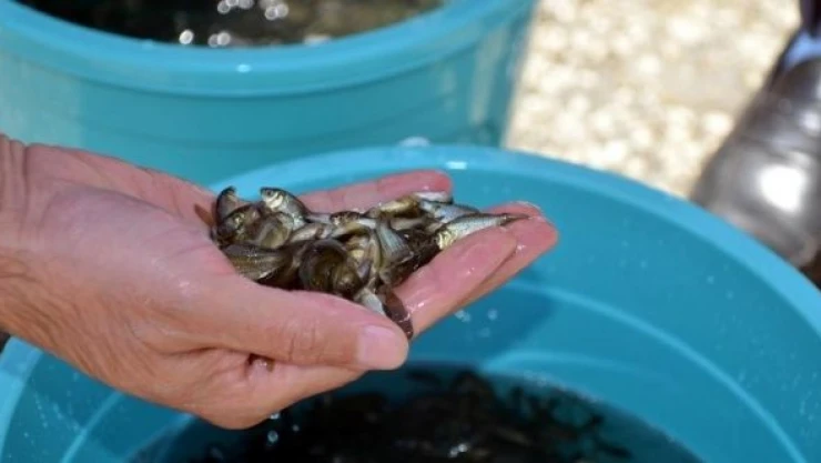 Muş'ta baraj ve göletlere 1 milyon sazan balığı yavrusu bırakıldı