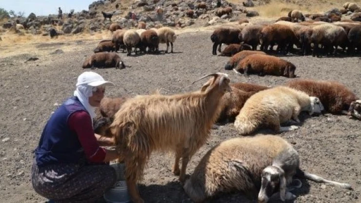 Muş'ta berivanların süt sağım mesaisi başladı