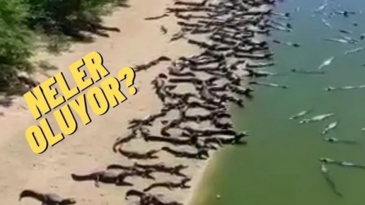 Timsah alarmı verildi: Yüzlercesi karaya çıktı