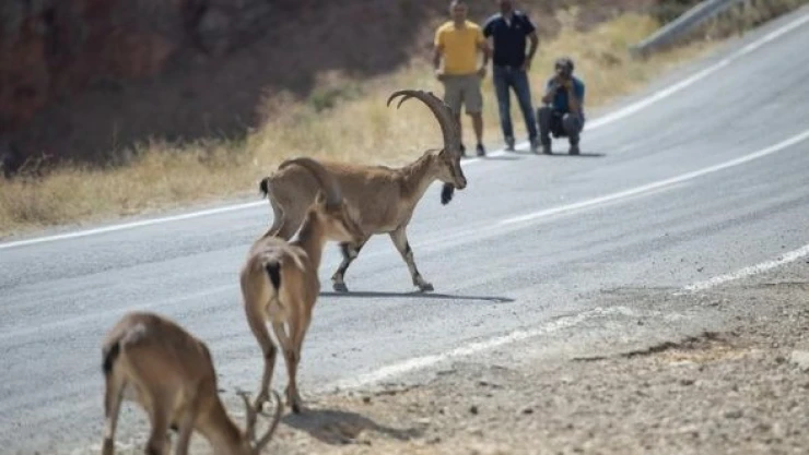 Tunceli'nin yaban keçileri görenleri hayran bırakıyor