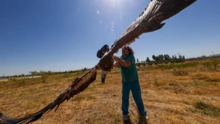 Yaralı akbabalar Van'da tedavi ediliyor