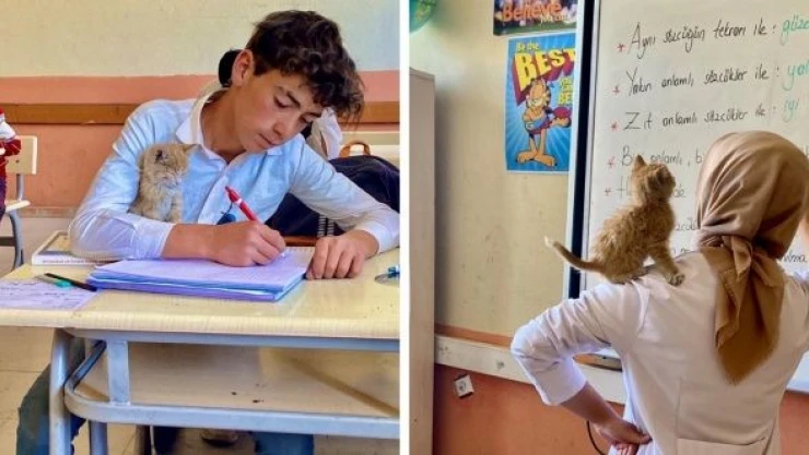 Ağrı'da yavru kedi  köy okulunun maskotu oldu