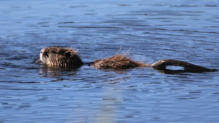 Su maymununun beslenme anı kamerada