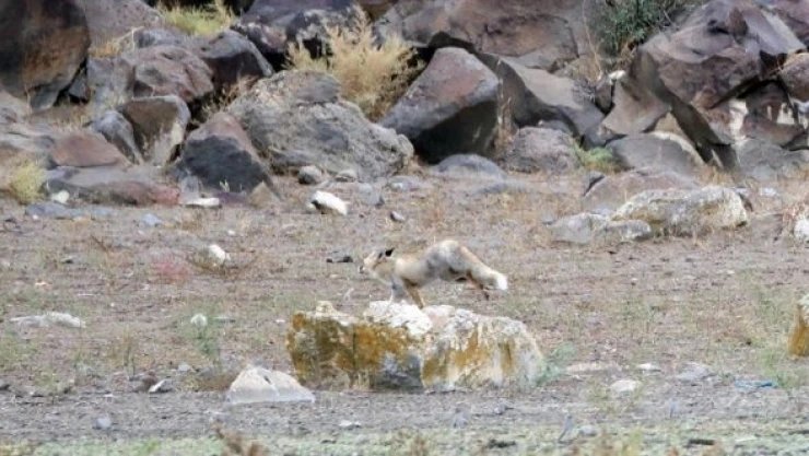 Tilki, Ağrı Dağı eteklerinde böyle yiyecek aradı