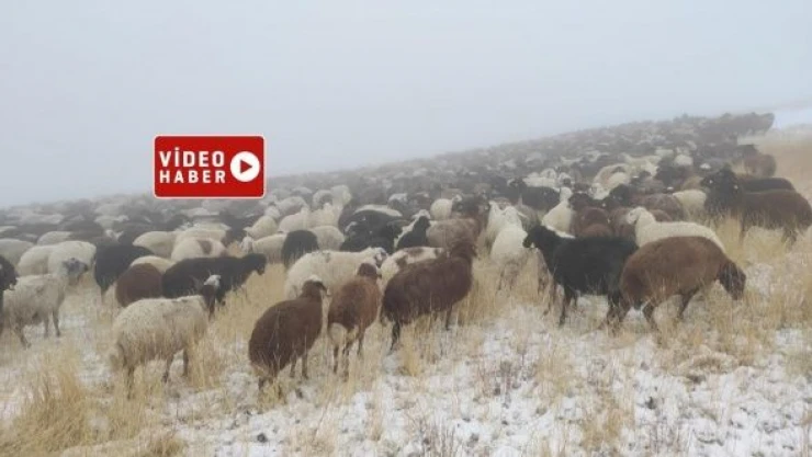 Ağrı'yı sis bastı... Çobanlar yolda kaldı