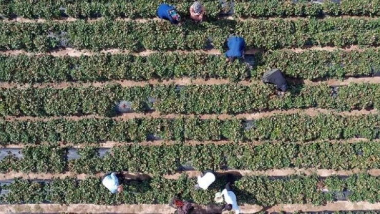 Ağrılı kadınlar 'yetişmez' denilen arazide tonlarca çilek üretti