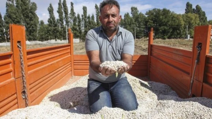 Ahlat'ta fasulye hasadı başladı