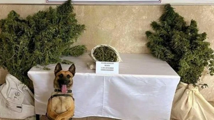 Bingöl'de esrar ve  kök kenevir operasyonu!