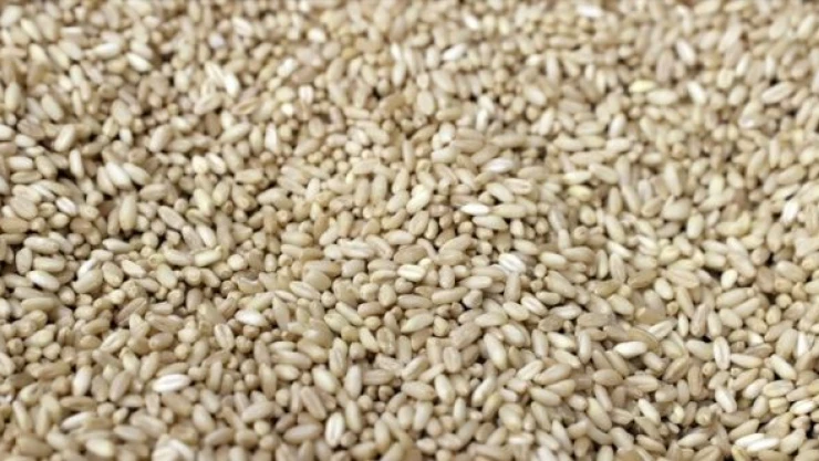 Rusya dünyanın ekmeğine kan doğradı